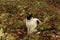 Inquisitive black and white domestic cat sitting on the ground