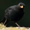 Inquisitive Blackbird