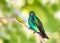 An inquisitive Blue-chinned Sapphire hummingbird looking at the camera