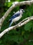 Inquisitive Blue Jay