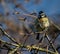 Inquisitive Blue Tit perched in a tree