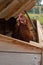 An inquisitive brown chicken pops it`s head up in part of the chicken coup