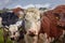 Inquisitive brown Limousin beef cow with a herd of young bullocks and cattle in a lush green pasture standing in the foreground