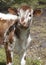 Inquisitive calf