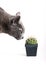 Inquisitive cat inspecting a spiny cactus
