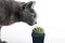 Inquisitive cat inspecting a spiny cactus