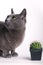 Inquisitive cat inspecting a spiny cactus