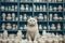 An inquisitive cat looks directly at the viewer amidst an assortment of porcelain cups and pitchers displayed on shelves