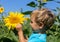 Inquisitive child considers sunflower in the field