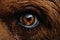 Inquisitive Closeup bear eyes animal. Generate Ai