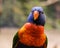 An inquisitive colourful parrot bird looking straight at the camera