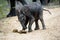 Inquisitive Elephant calf