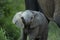 An inquisitive Elephant calf smelling the air