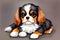 Inquisitive Eyes - Baby Cavalier King Charles Watercolor