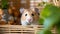 Inquisitive Golden Hamster: A Captivating Close-Up