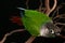 Inquisitive Green Cheek Conure