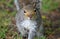 Inquisitive grey squirrel