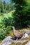 Inquisitive grouse standing on a moss and lichen covered boulder watching with curiosity, evergreen trees in background