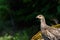 Inquisitive grouse standing on a moss and lichen covered boulder watching with curiosity, evergreen trees in background