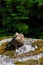 Inquisitive grouse standing on a moss and lichen covered boulder watching with curiosity, evergreen trees in background