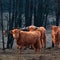 Inquisitive Guardians: Furry Brown Wild Cows Exploring Early Spring