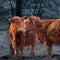 Inquisitive Guardians: Furry Brown Wild Cows Exploring Early Spring