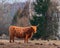 Inquisitive Guardians: Furry Brown Wild Cows Exploring Early Spring