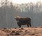 Inquisitive Guardians: Furry Brown Wild Cows Exploring Early Spring