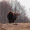 Inquisitive Guardians: Furry Brown Wild Cows Exploring Early Spring