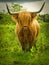 Inquisitive Highland Cow