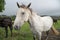 An inquisitive horse comes to the fence