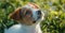 Inquisitive Jack Russell Terrier Gazing Upwards in a Field of Green Generative AI