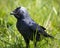 The inquisitive jackdaw