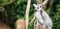 Inquisitive Lemur