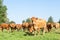 Inquisitive Limousin beef cow with a herd of cattle