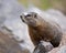 Inquisitive Marmot animal wildlife 
