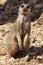 Inquisitive Meerkat sitting upright staring straight ahead