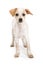 Inquisitive mixed breed small white dog isolated