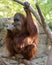 Inquisitive orangutan