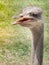 Inquisitive ostrich bird in the zoo park