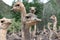 Inquisitive Ostriches