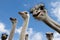 Inquisitive Ostriches looking at viewer