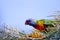 Inquisitive rainbow lorikeet feeding on grevillia flower