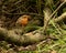 Inquisitive Robin redbreast, Erithacus rubecula, perching on branch with natural background