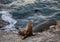 Inquisitive Seal looking on shore