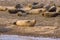 An inquisitive seal watches a boat offshore near Morston, Norfolk