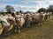 Inquisitive Sheep, Forncett, Norfolk, UK