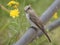 Inquisitive Spotted flycatcher