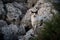 Inquisitive stray tricolor cat perched atop a rocky cliffside, gazing off into the distance