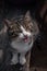 Inquisitive tabby cat on a wooden outdoor floor, gazing intently at the camera